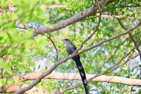 Green-billed Malkoha long tail bird on branch in the forest in sunny dayの写真素材