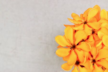 orange yellow flower,gardenia carinata on table. Top view with copy, space text space, blank spaceの写真素材