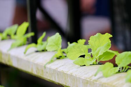 hydroponic plant with selective focusの写真素材