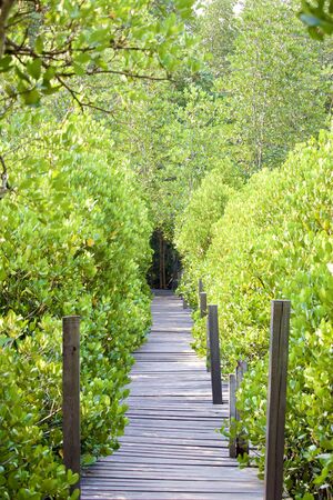 thung prong thong mangrove forest wooden pathway in mangrove forest with selective focusの写真素材