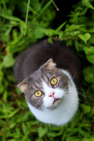 scottish fold cat looking upの写真素材
