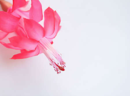 Cactus bloomの写真素材