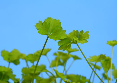 Young parsley