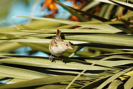 Young  of House Sparrow on palm leaf の写真素材