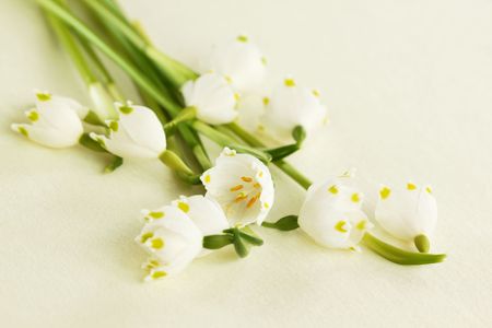 Spring snowflakes on yellowish background  (Leucojum vernum)の写真素材