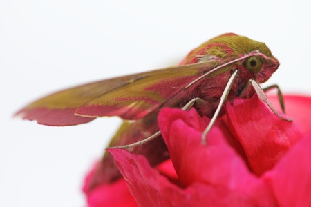 Insect Hawk moth on red  flower /Deilephila elpenor/の写真素材
