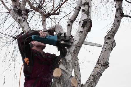Pruning a treeの写真素材