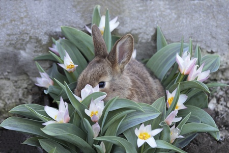 Cute baby rabbit in tulipsの写真素材