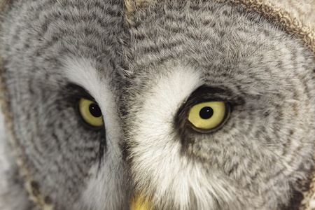 Great Grey Owl or Lapland Owl lat. Strix nebulosaの写真素材