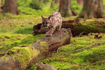 concolor called mountain lion in forestの写真素材