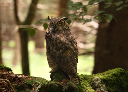 Great horned owl  Bubo virginianus , known as the tiger owl, front viewの写真素材