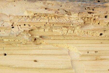 Wood damaged by woodworm の写真素材