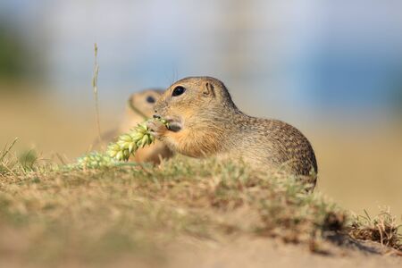 European ground squirrel, lat. Spermophilus citellus