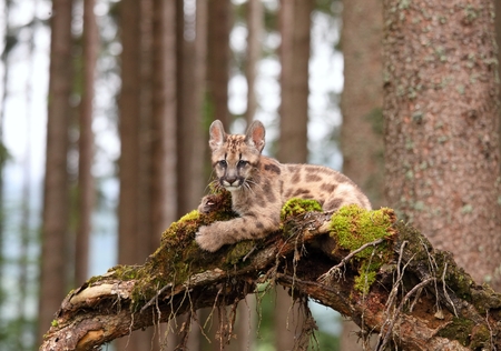 Puma concolor, kitten,  called mountain lion in forestの写真素材