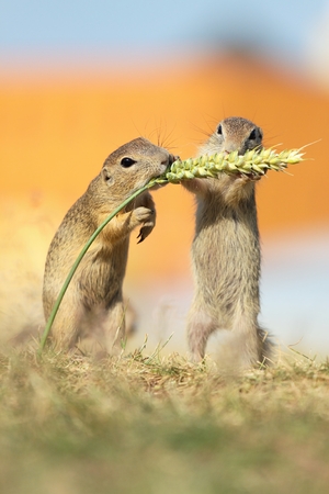 European ground squirrel, lat. Spermophilus citellusの写真素材