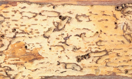 Wood damaged by woodworm