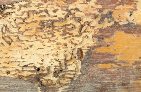 Wood damaged by woodworm