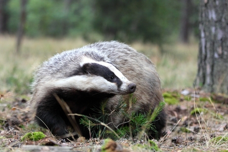 European badger, lat. Meles melesの写真素材