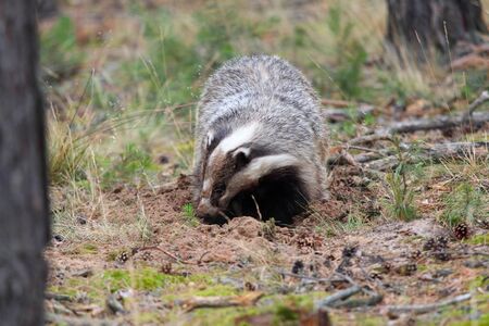 European badger, lat. Meles meles making a holeの写真素材