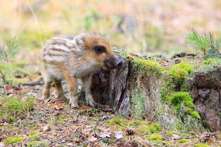 Wild boar, piglet, Sus scofraの写真素材