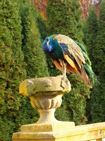Peacock in the castle gardenのeditorial素材