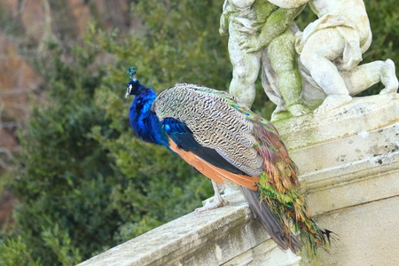 Peacock in the castle gardenのeditorial素材