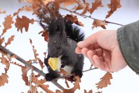 Feeding hungry squirel in winter