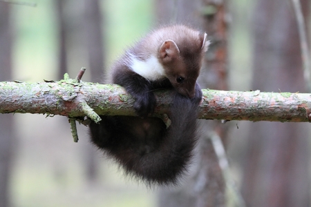 Young marten beech (Martes foina) lso known as stone or  white breasted marten