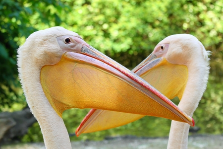 Pelican, lat. Pelecanus onocrotalusの写真素材