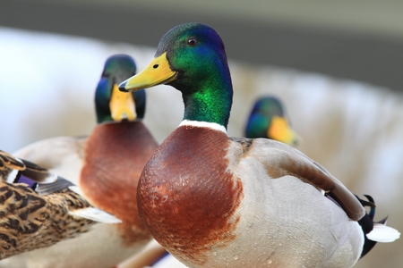 Detail of wild male duck, lat. Anas platyrhynchosの写真素材