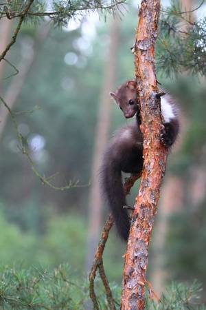 Young marten beech, lat. Martes foina, also known as Stone marten or White breasted  martenの写真素材