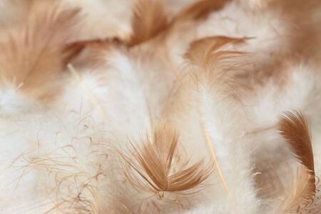 Downy background made from chicken feathers. Detail of chicken feathers on the beige  wooden background.の写真素材