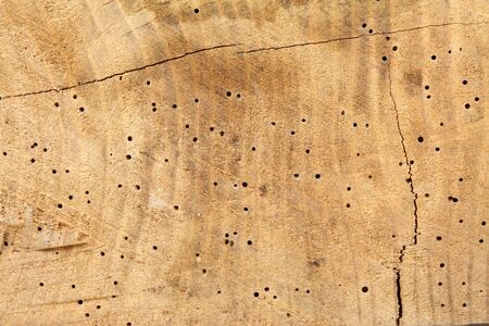 Cut old tree trunk with holes from woodworm. Light brown wooden background in rustic style.の写真素材