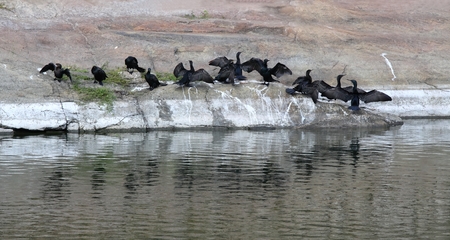 Little cormorant, Phalacrocorax niger, herd of cormorants drying wings after catching fishの写真素材