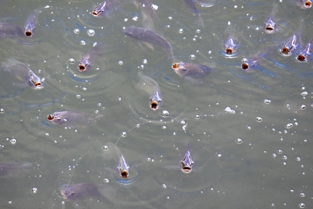 School of hungry fish waiting for some food, a lake on Sri Lanka 