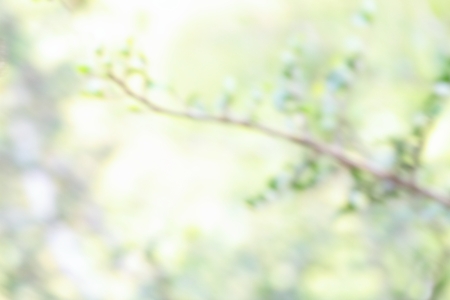 Spring natural background, defocused branch with geen leaves