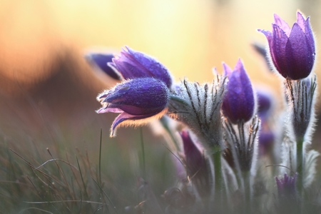 Early spring flower Greater pasqueflower, Pulsatilla grandis, macro of  pasque-flower on sunset lightの写真素材