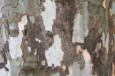 Texture of tree bark platanus.  Brown wooden background in a rustic style.の写真素材