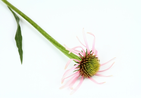 Narrow leaf coneflower, Echinacea angustifolia, the most medicinal herb from all coneflowers, on white background の写真素材