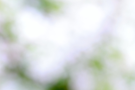 Spring bokeh background from fresh   flowers.の写真素材