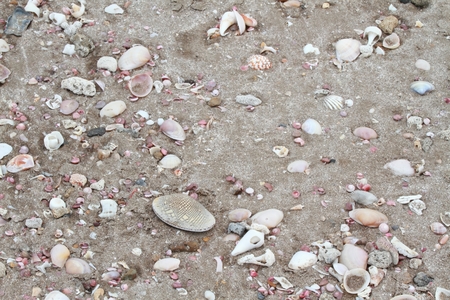 Tropical beach with seashells and coral pieces. Sandy beach covered by sea shells and pieces of...