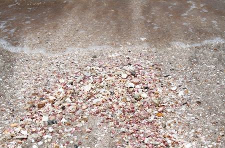 Tropical beach with seashells and coral pieces. Sandy beach covered by sea shells and pieces of...