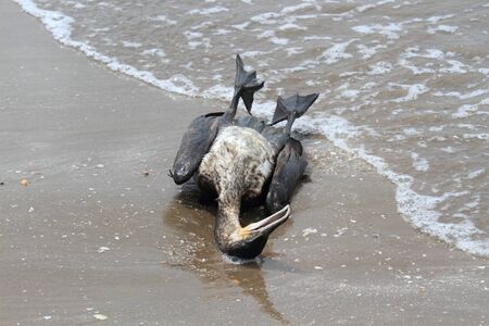 Dead cormorant on the seashore.  Carcass of cormorant on sandy beach and the seaの写真素材