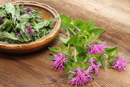 Fersh and dried  bergamot. Flowers of bergamot, Monarda didyma, on woodem boardの写真素材