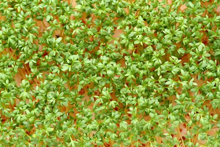 Garden cress, top view. Young cress, Lepidum sativum, growing from cotton wool, flat lay. Also called mustard and cress, garden pepper cress,  pepperwort or pepper grass.
の写真素材