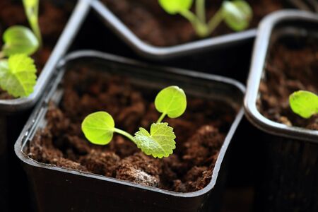 Young seedlings in the pot.  Focused on the front little plant.の写真素材