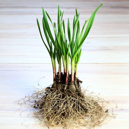Garlic seedlings on the table ready to plant.  Young garlic that grew from one forgotten bulb in the...