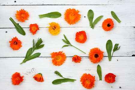 Marigold flower background, flat lay of Calendula officinalis. Flowers, stems and leaves of marigold on white wooden table.の写真素材