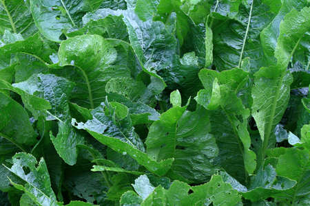 Leaves of horseradish, lat. Armoracia rusticana, syn. Cochlearia armoracia. Natural background in green. Leaves of this plant with holes caused by snails.の写真素材