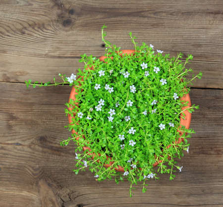 Bacopa monnieri, called water hyssop. It  is used in Aurvedic medicine for better memory. Flat view.の写真素材
